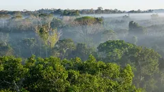 Maanalainen verkosto: onko totta, että puut ”kommunikoivat” keskenään?