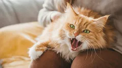 Poistuuko kissa näyttävästi polveltasi? Syy ei suinkaan ole sen luonteessa